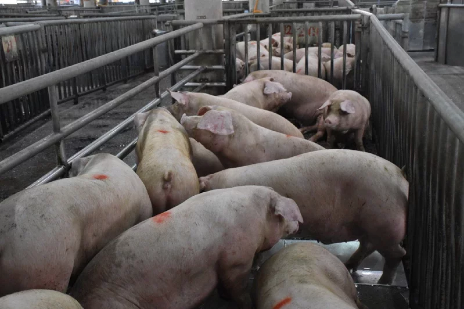 China Can Import Ractopamine-Free U.S. Pork, Why Can't Taiwan？