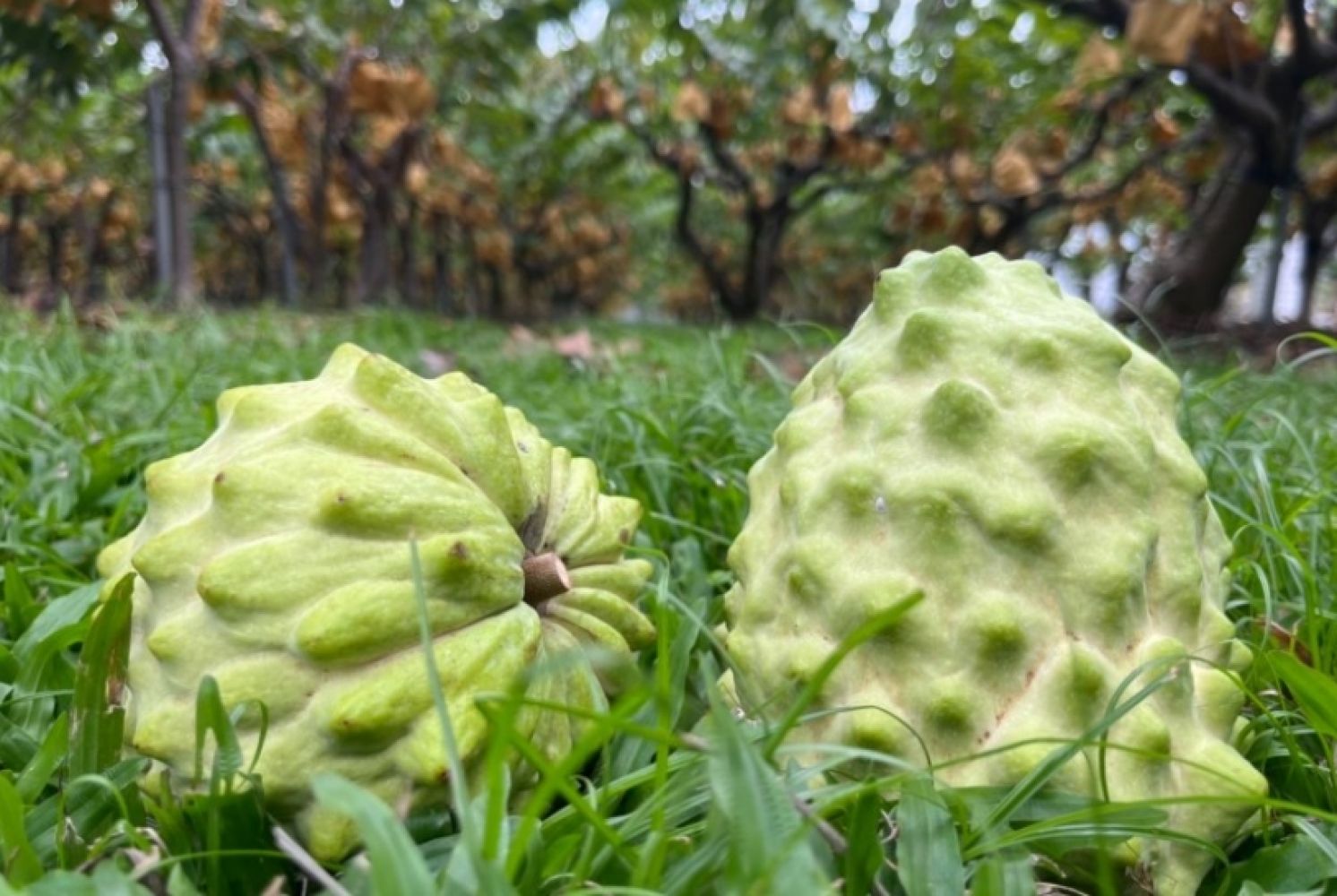 "Unification Campaign" through Pineapples and Custard Apples？How the DPP Has Confidence to Talk Nonsense